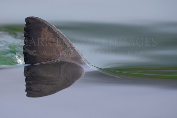 The dorsal fin of a salmon shark slices through the still water of Prince William Sound, Alaska