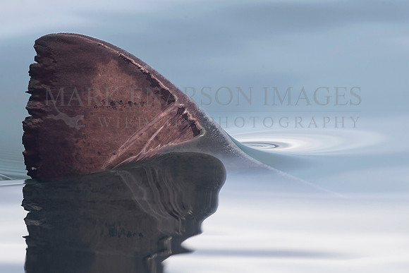 The dorsal fin of a salmon shark slices through the still water of Prince William Sound, Alaska