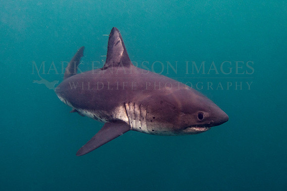 A salmon shark hunts the cold waters of Prince William Sound, Alaska