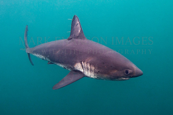 A salmon shark hunts the cold waters of Prince William Sound, Alaska
