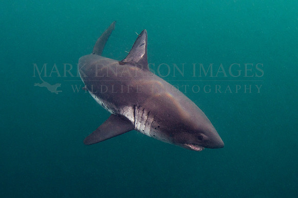 A salmon shark hunts the cold waters of Prince William Sound, Alaska