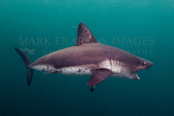 A salmon shark hunts the cold waters of Prince William Sound, Alaska