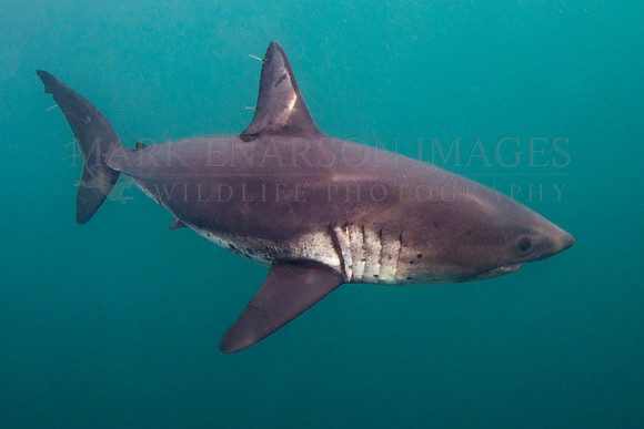 A salmon shark hunts the cold waters of Prince William Sound, Alaska