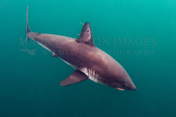 A salmon shark hunts the cold waters of Prince William Sound, Alaska