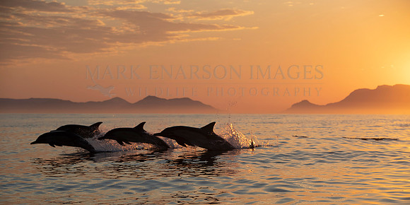 Common dolphins at sunset in False Bay, South Africa