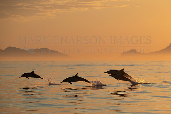 Common dolphins at sunset in False Bay, South Africa