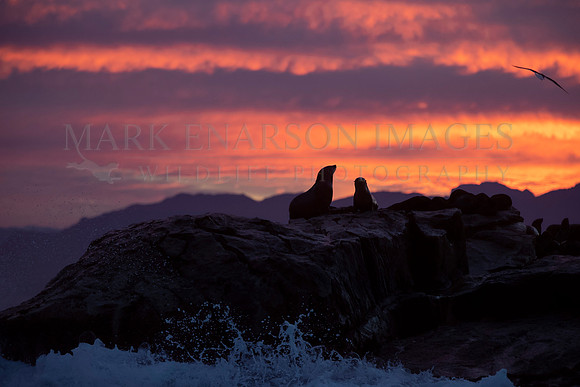 Sunrise at Seal Island, in False Bay, South Africa