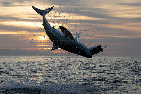 A white shark breaches in the early morning at Mossel Bay, South Africa