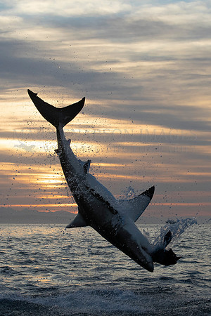 A white shark breaches in the early morning at Mossel Bay, South Africa