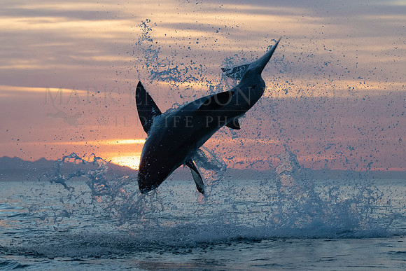 A white shark breaches in the early morning at Mossel Bay, South Africa