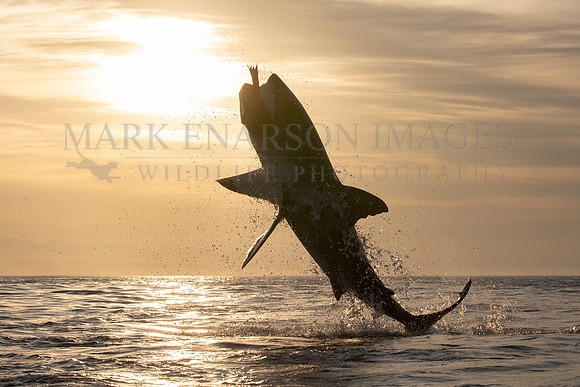 A white shark breaches in the early morning at Mossel Bay, South Africa