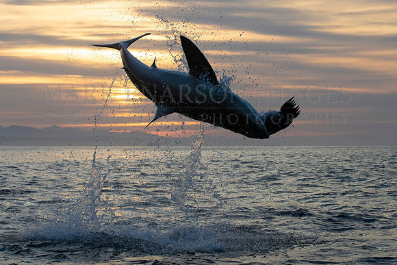 A white shark breaches in the early morning at Mossel Bay, South Africa