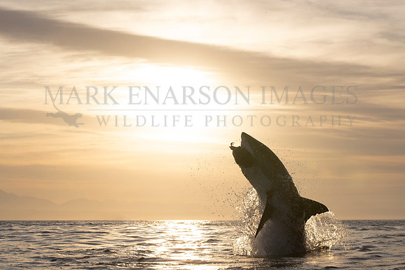 A white shark breaches in the early morning at Mossel Bay, South Africa