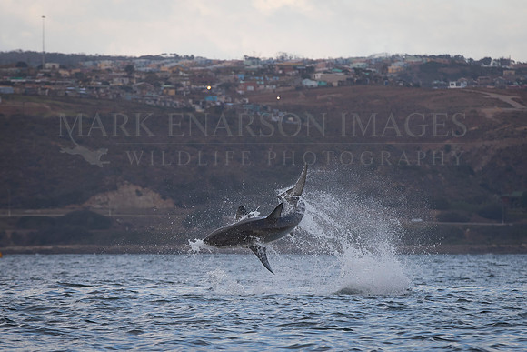 A white shark breaches as it hunts Cape fur seals below the houses in Mossel Bay, South Africa