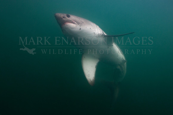 A salmon shark rises out of the frigid depths of Prince William Sound, Alaska