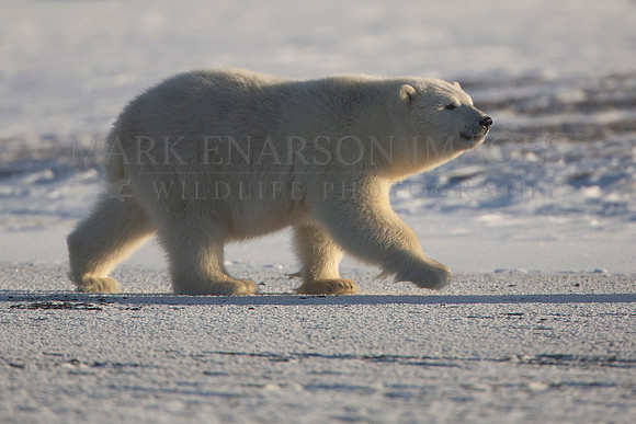 A young polar bear cub at Kaktovik, Alaska