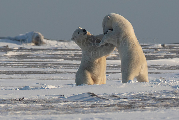 Polar bears play fight at Kaktovik, Alaska