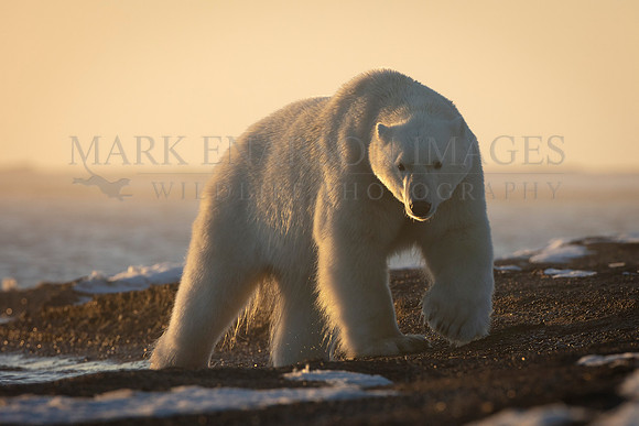 A polar bear walks the beach at sunset, near Kaktovik, Alaska