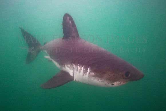 A salmon shark hunts the cold waters of Prince William Sound, Alaska