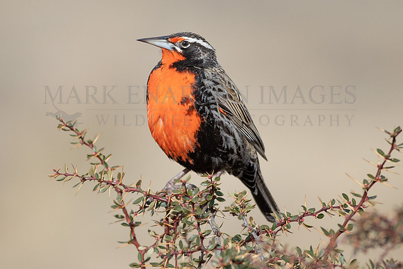A long-tailed meadowlark, at Torres del Paine, Chile