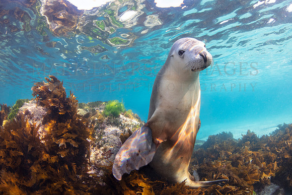 An Australian sea lion at Hopkins Island, South Australia