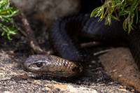 A peninsula brown snake, one of the world's most venomous, hunts lizards on North Neptune Island