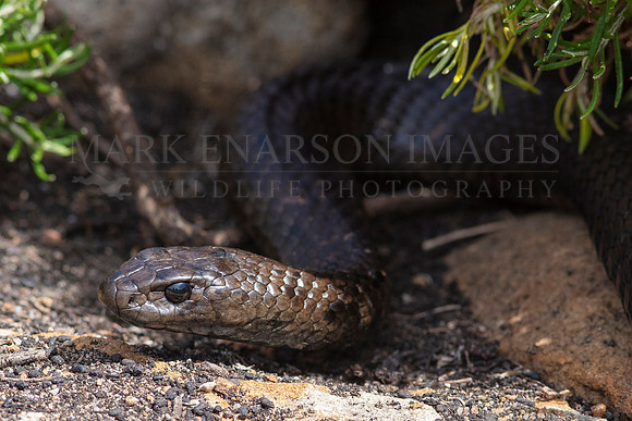 A peninsula brown snake, one of the world's most venomous, hunts lizards on North Neptune Island