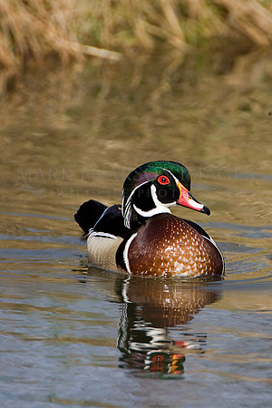 Wood duck in a pond