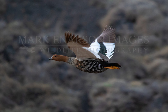 A female upland duck in flight, at Torres del Paine, Chile