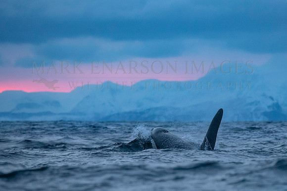 Orca hunt for herring in the frigid water of the Norwegian fjords under the low, colourful winter light