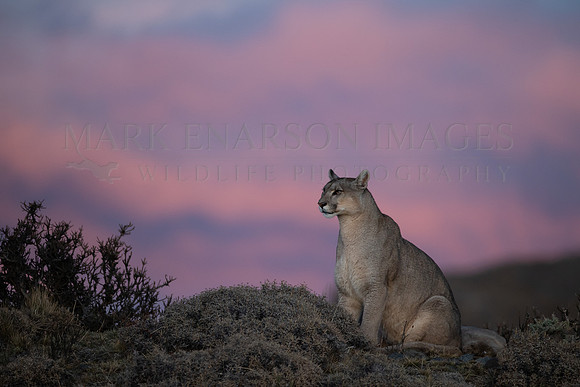 A puma at sunrise, at Torres del Paine, Chile