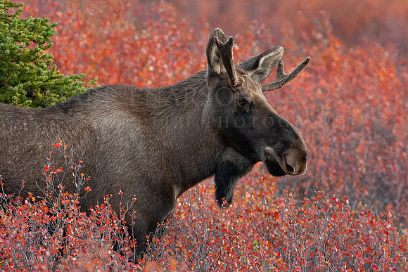 A moose feeds in the bright red foliage of autumn at Denali National Park, Alaska