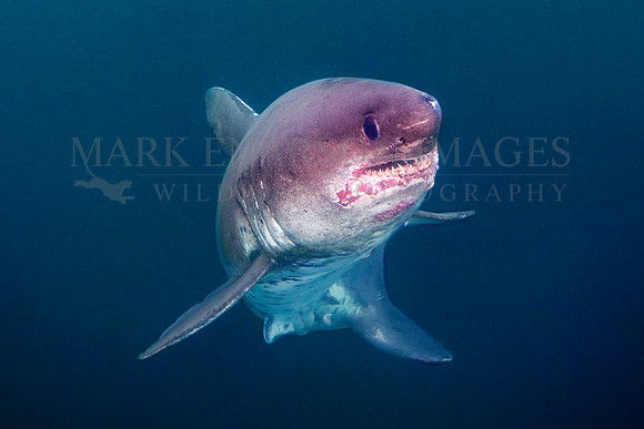 A salmon shark hunts the cold waters of Prince William Sound, Alaska