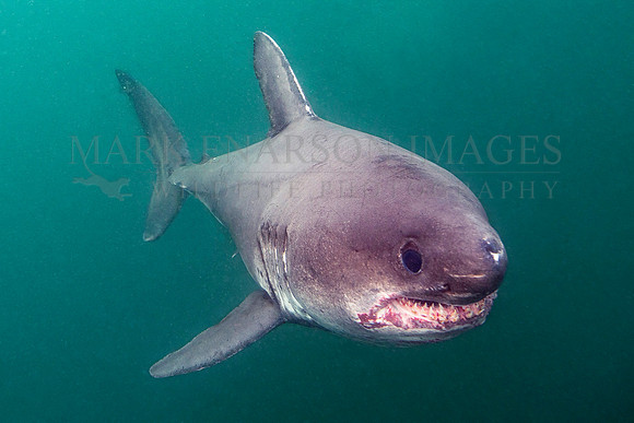 A salmon shark hunts the cold waters of Prince William Sound, Alaska