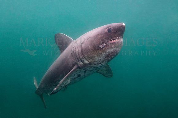 A salmon shark hunts the cold waters of Prince William Sound, Alaska