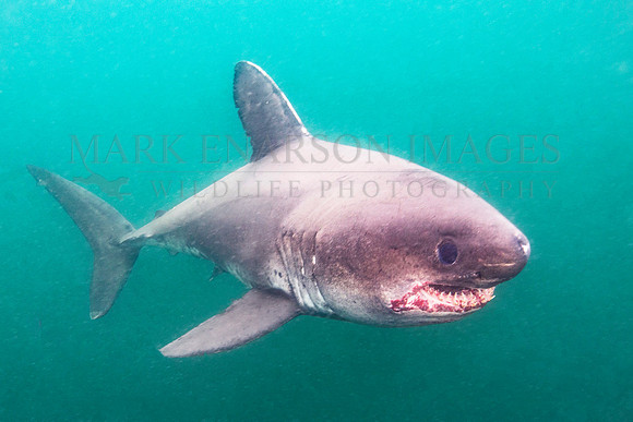 A salmon shark hunts the cold waters of Prince William Sound, Alaska