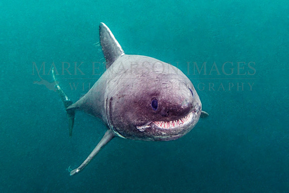 A salmon shark hunts the cold waters of Prince William Sound, Alaska