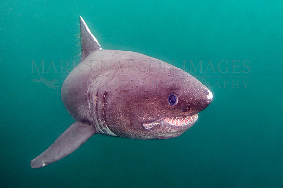 A salmon shark hunts the cold waters of Prince William Sound, Alaska
