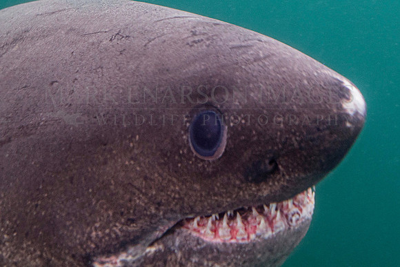 A salmon shark at Prince William Sound, Alaska