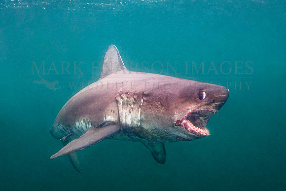 A gaping salmon shark, at Prince William Sound, Alaska