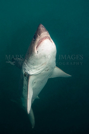 A salmon shark rises out of the frigid depths of Prince William Sound, Alaska