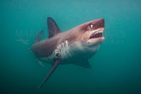 A gaping salmon shark, at Prince William Sound, Alaska