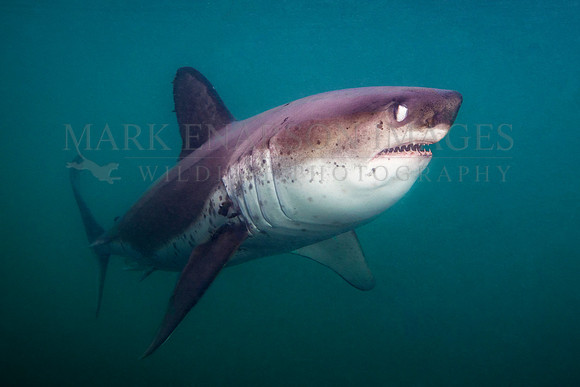 A salmon shark hunts the cold waters of Prince William Sound, Alaska