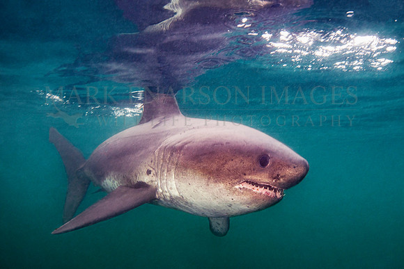 A salmon shark hunts the cold waters of Prince William Sound, Alaska