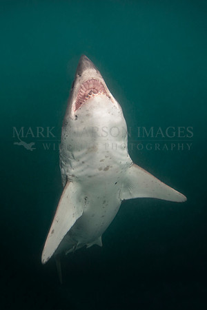 A salmon shark ascends out of the darkness, at Prince William Sound, Alaska