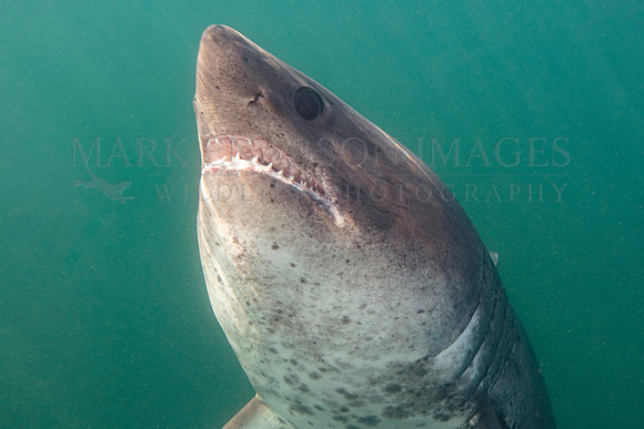 A salmon shark ascends in sunny waters at Prince William Sound, Alaska