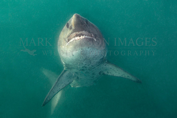 A salmon shark hunts the cold waters of Prince William Sound, Alaska