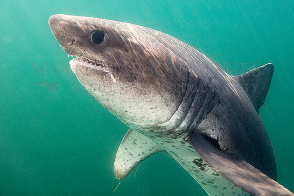 A salmon shark ascends in sunny waters at Prince William Sound, Alaska