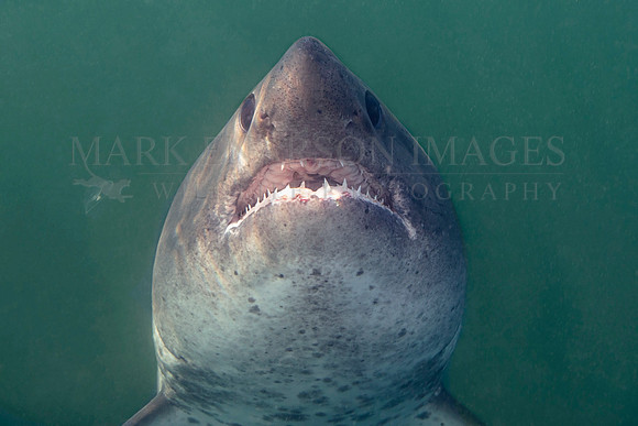 A salmon shark hunts the cold waters of Prince William Sound, Alaska