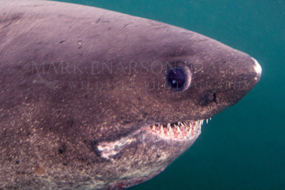 A salmon shark hunts the cold waters of Prince William Sound, Alaska